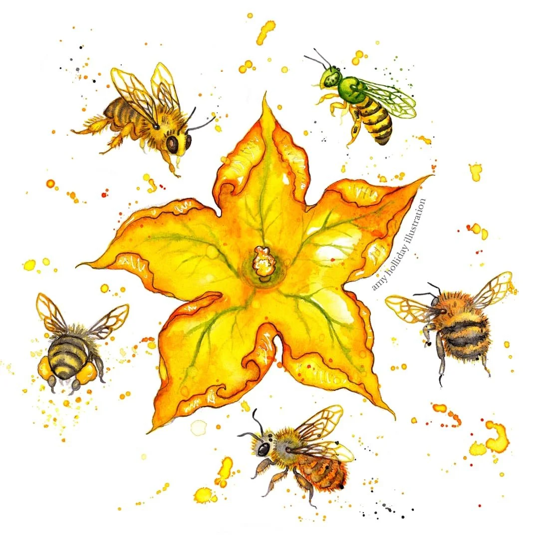 The Little Book of Bees is 6 years old! 🐝 Where has the time gone. No, seriously..💀 Here's a few of my favourite illustrations I got to do for it back in 2019! 
#watercolour #illustrationart #bookillustrations #Bees #bugs