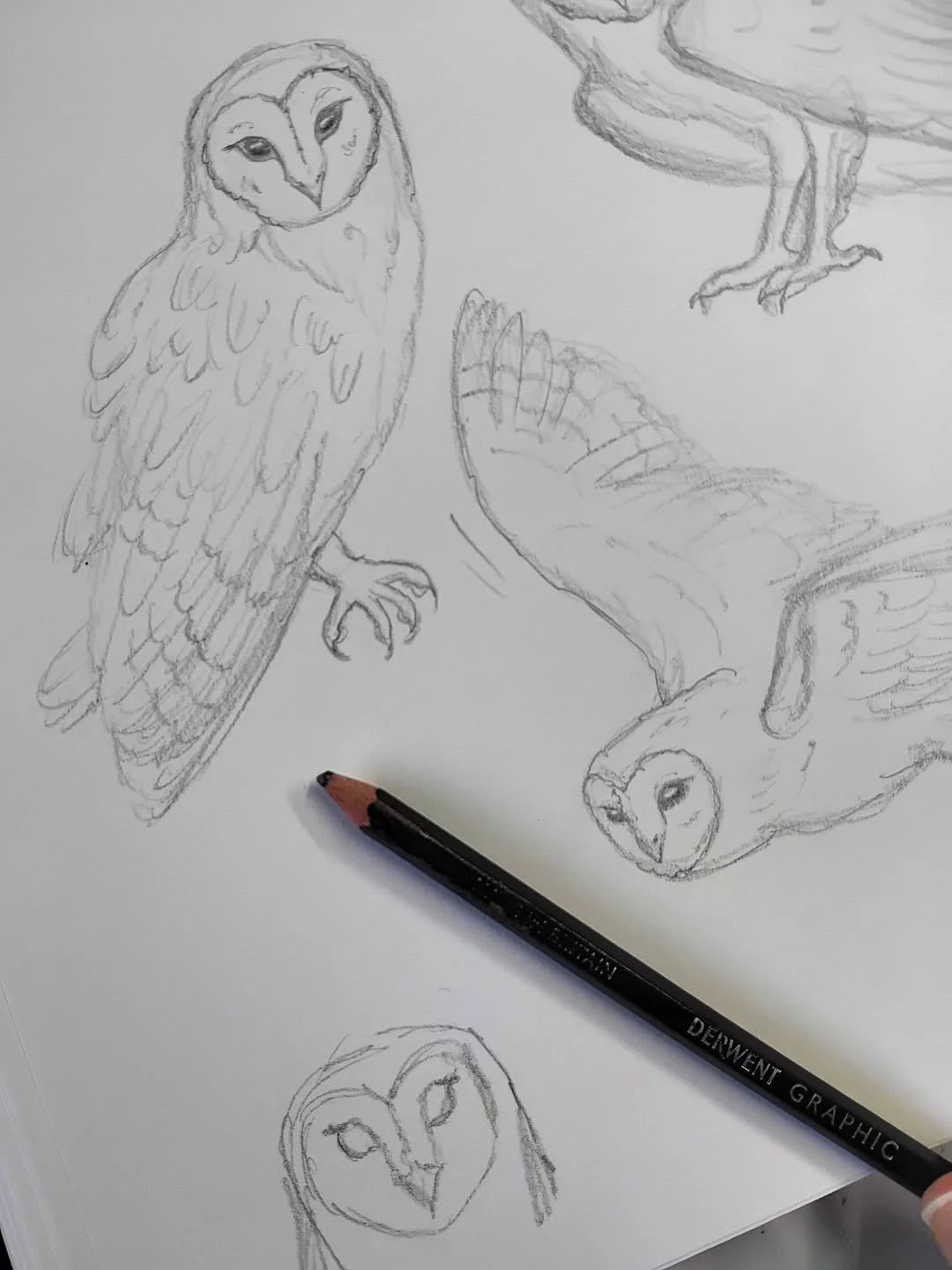 A few recent drawings/sketches ✍️ Some intended to be painted, some just for practice and study. Have been inspired by the spring season and magical UK wildlife lately. I've always felt sharing sketches and roughs is so important, not just the finish