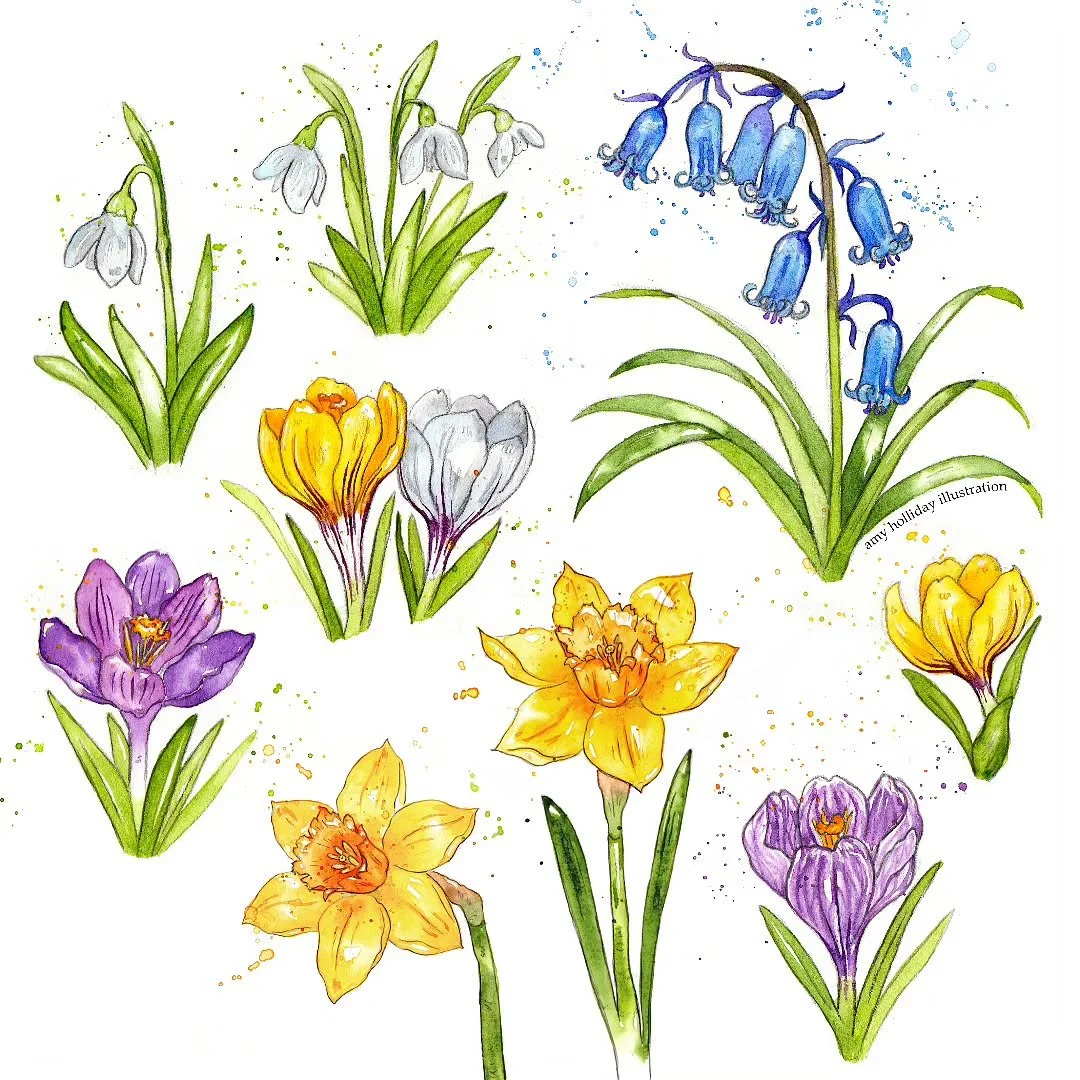 Spring flower studies painted from recent sketchbook doodles (the daffs are from 2024) Hope they add a pop of fresssh Springy colour to your feed 💚 Let me know a flower you'd like to see me draw/paint next? 🌷🌿