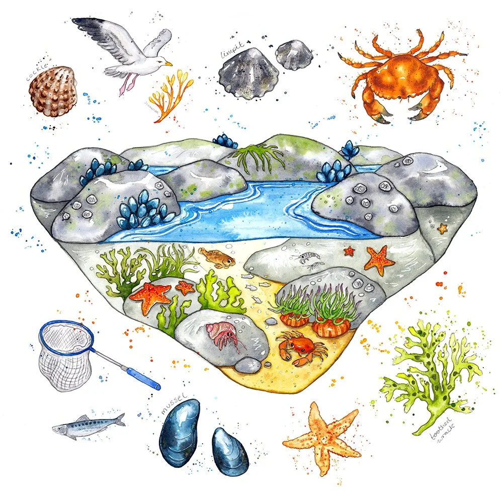rock pool colour with littles sml.jpg