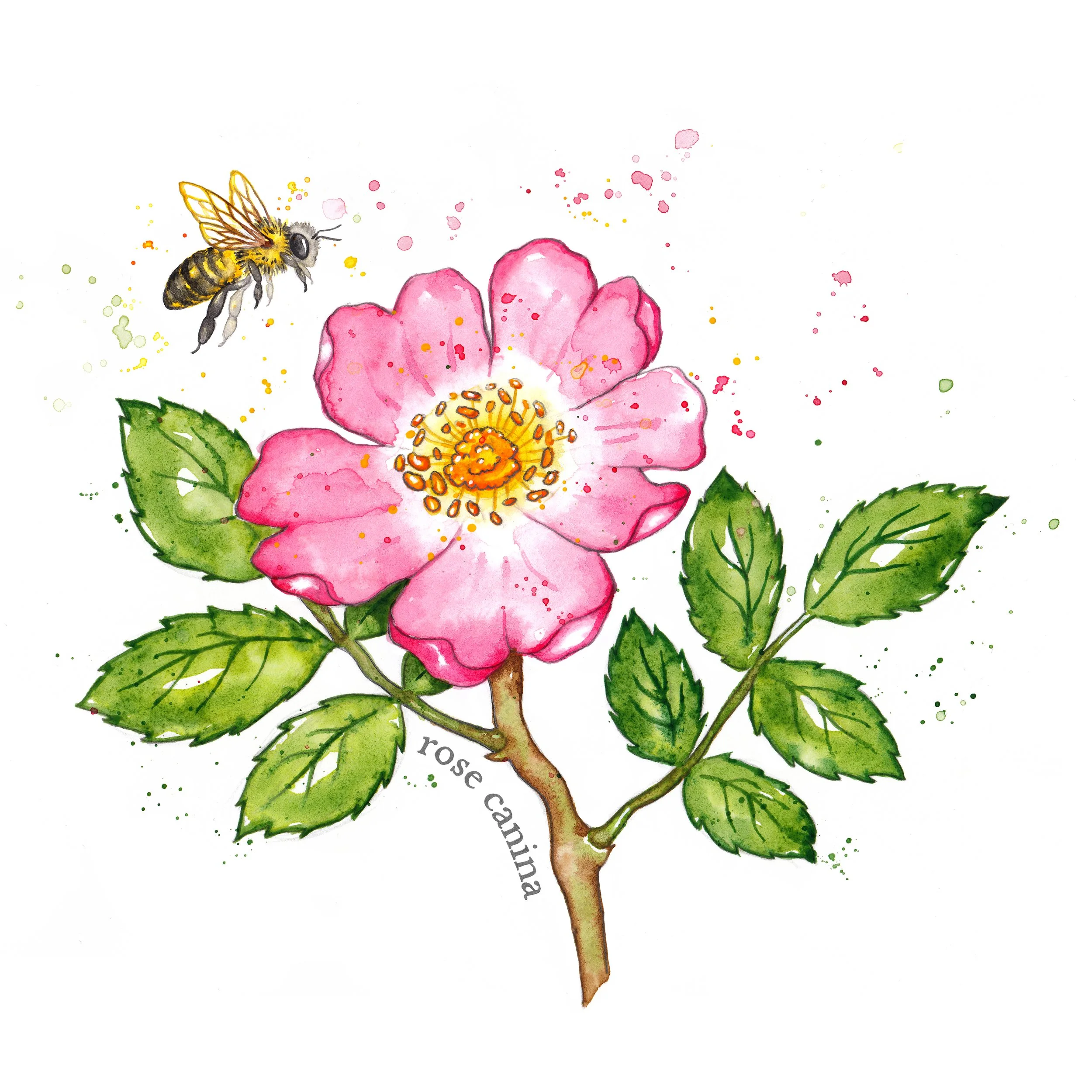 dog rose flower big colour w name and bee.jpg