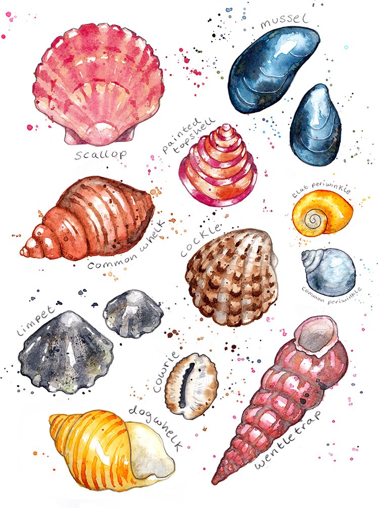 cornish seashellscollection sml.jpg