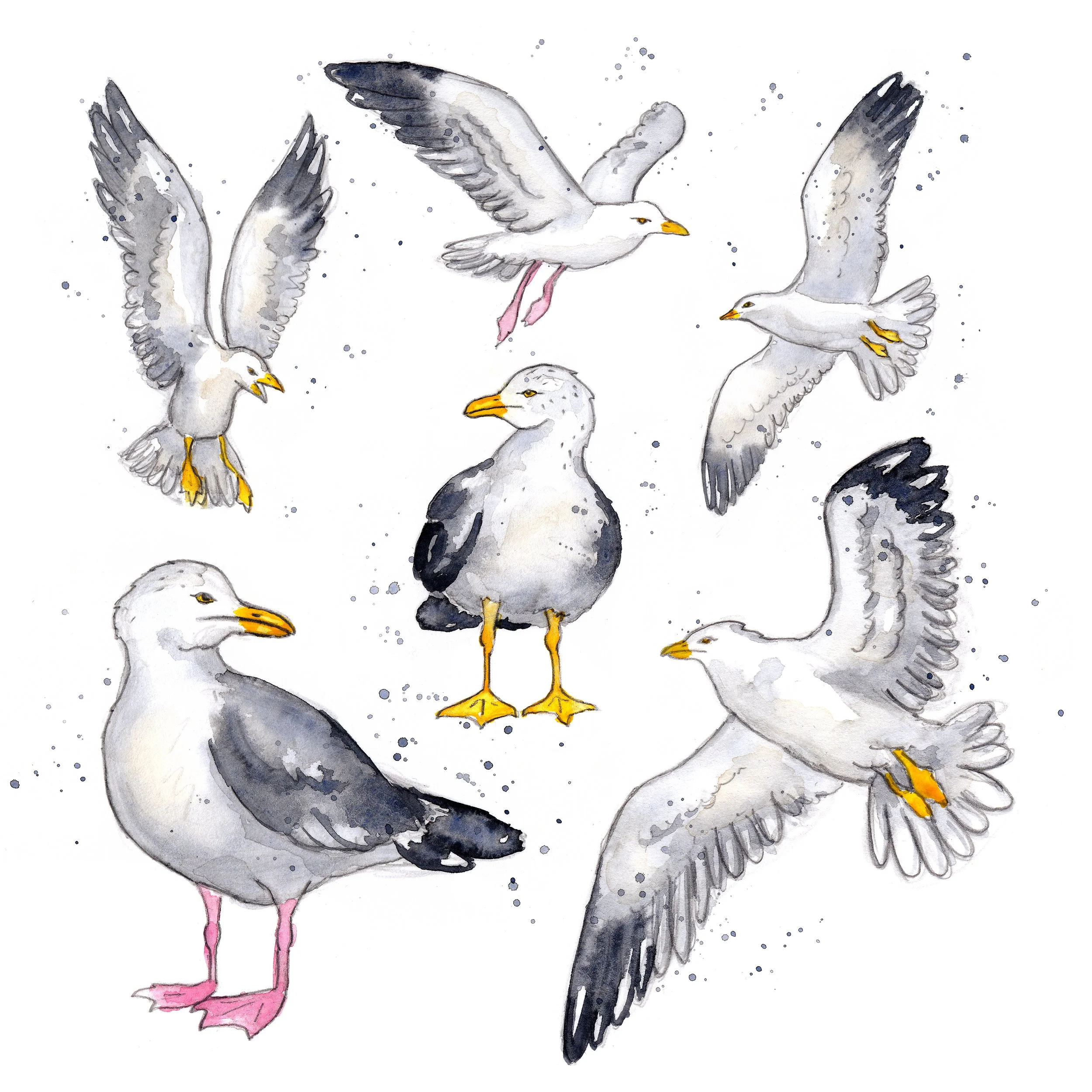 seagulls coll square big.jpg