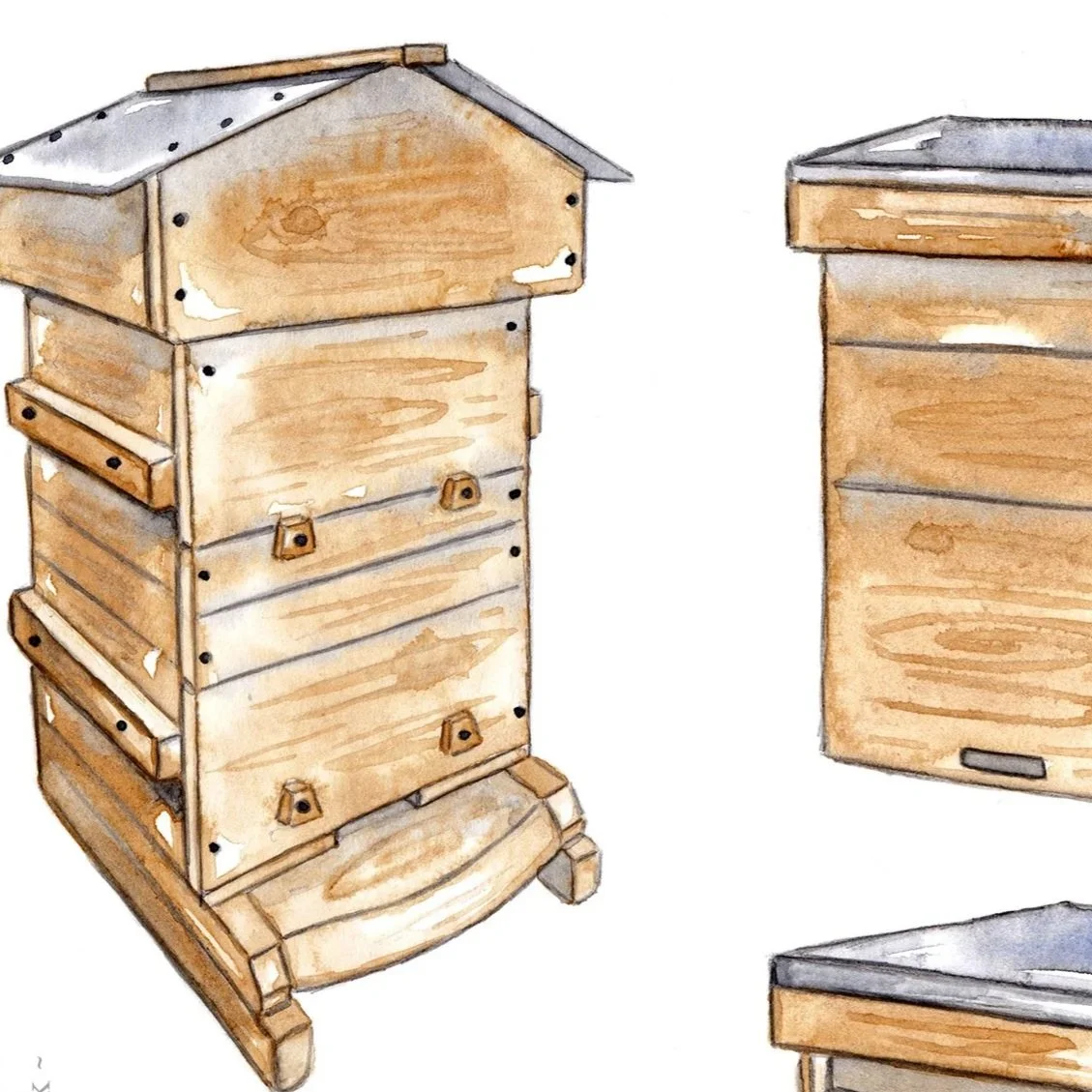 new beehives beekeeping bible col 300 c2.jpg