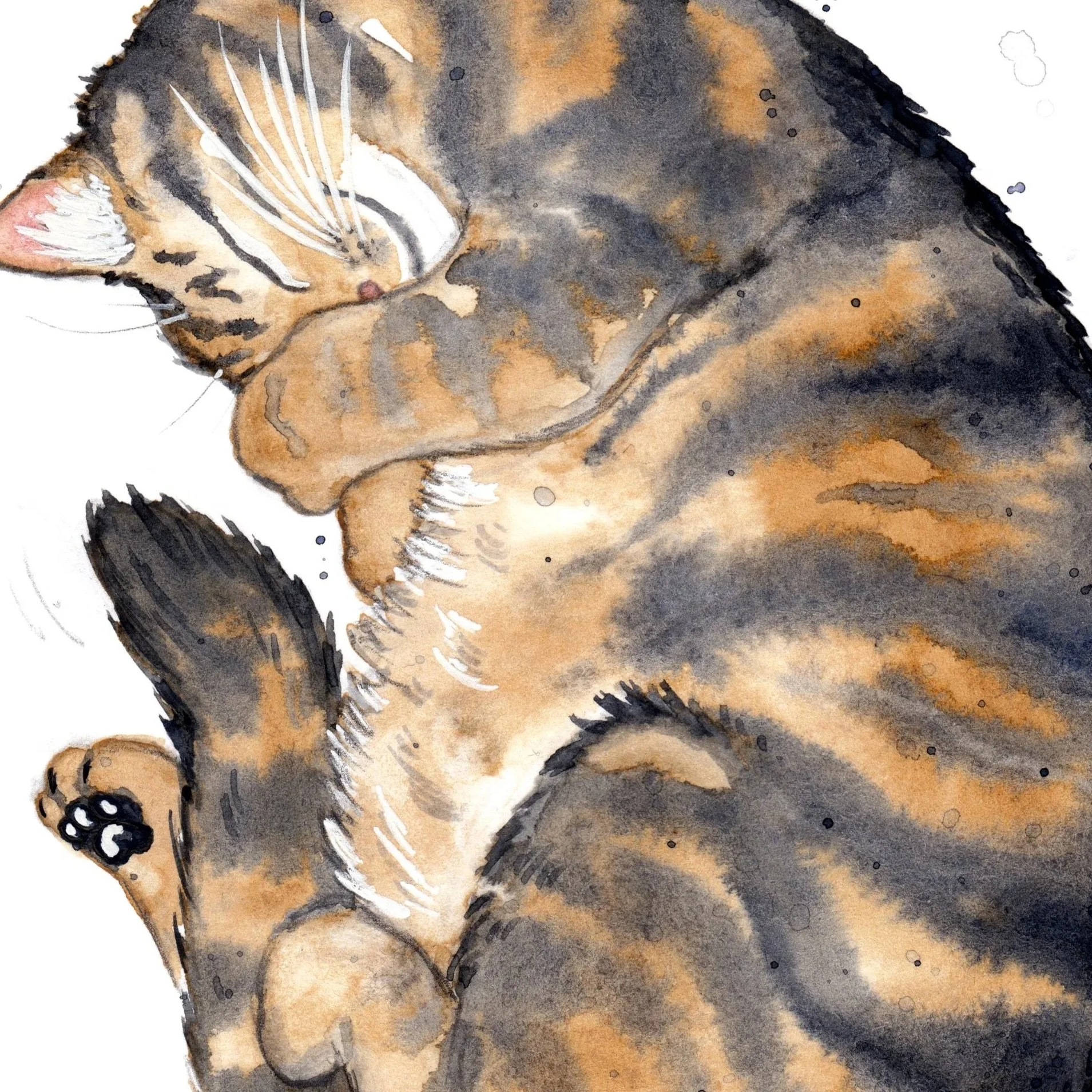 sleepy kat big col.jpg