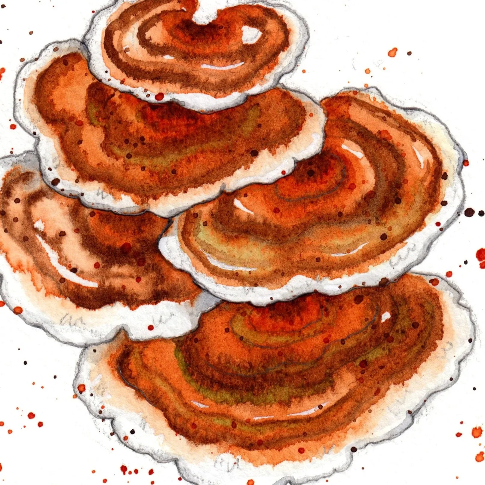 turkey tail colour big2.jpg