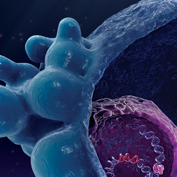 Apoptosis_illustration.png