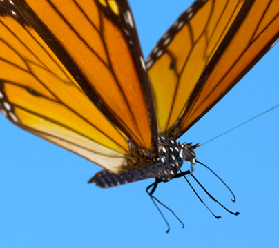 iStock-1360868953_butterfly.png