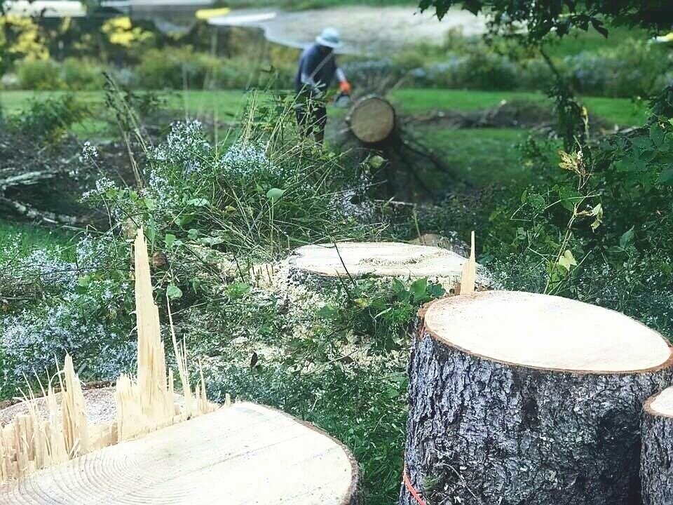  Roberts Žmuidiņš, kopā ar Paulu Pīlmani, palīdz novākt beigto koku pie Nometnes ezera 2019. g. septembrī.    Roberts Žmuidiņš and Pauls Pīlmanis helping clear away a dangerous tree by the lake in September 2019. Thanks for keeping us safe! 