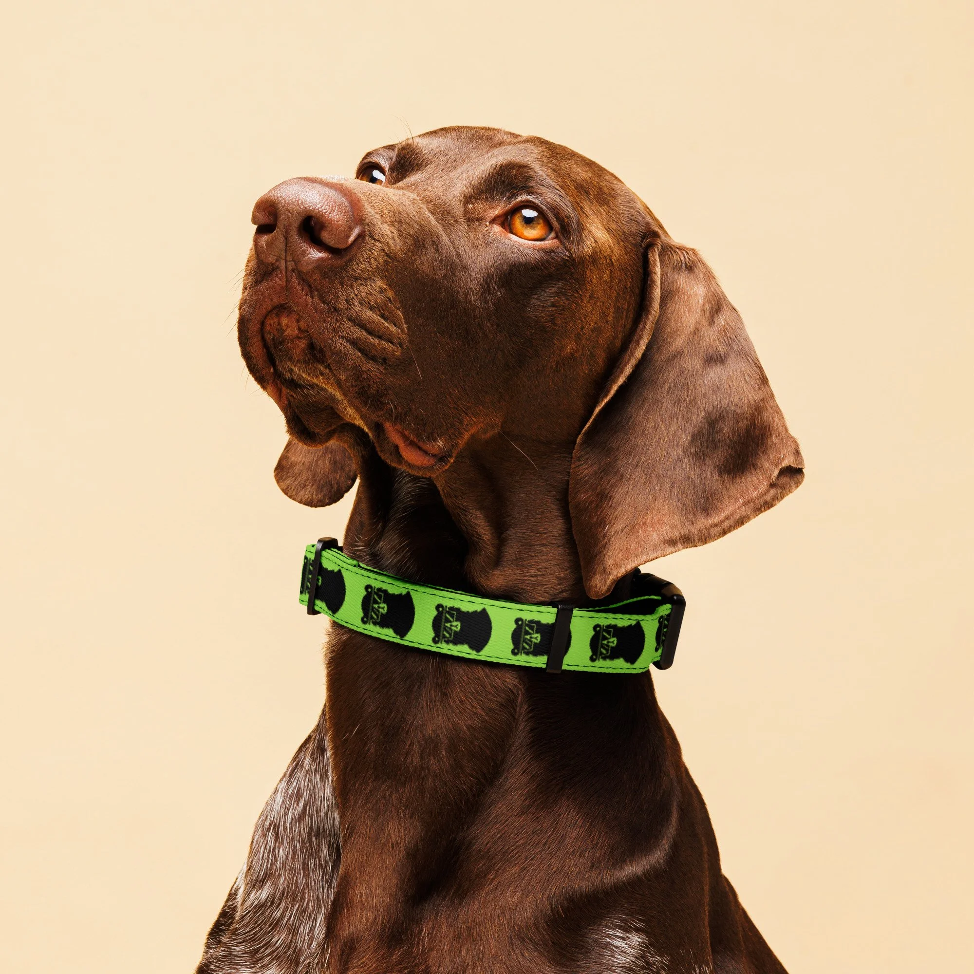pet-collar-white-l-front-66b0fbc9bbb16.jpg
