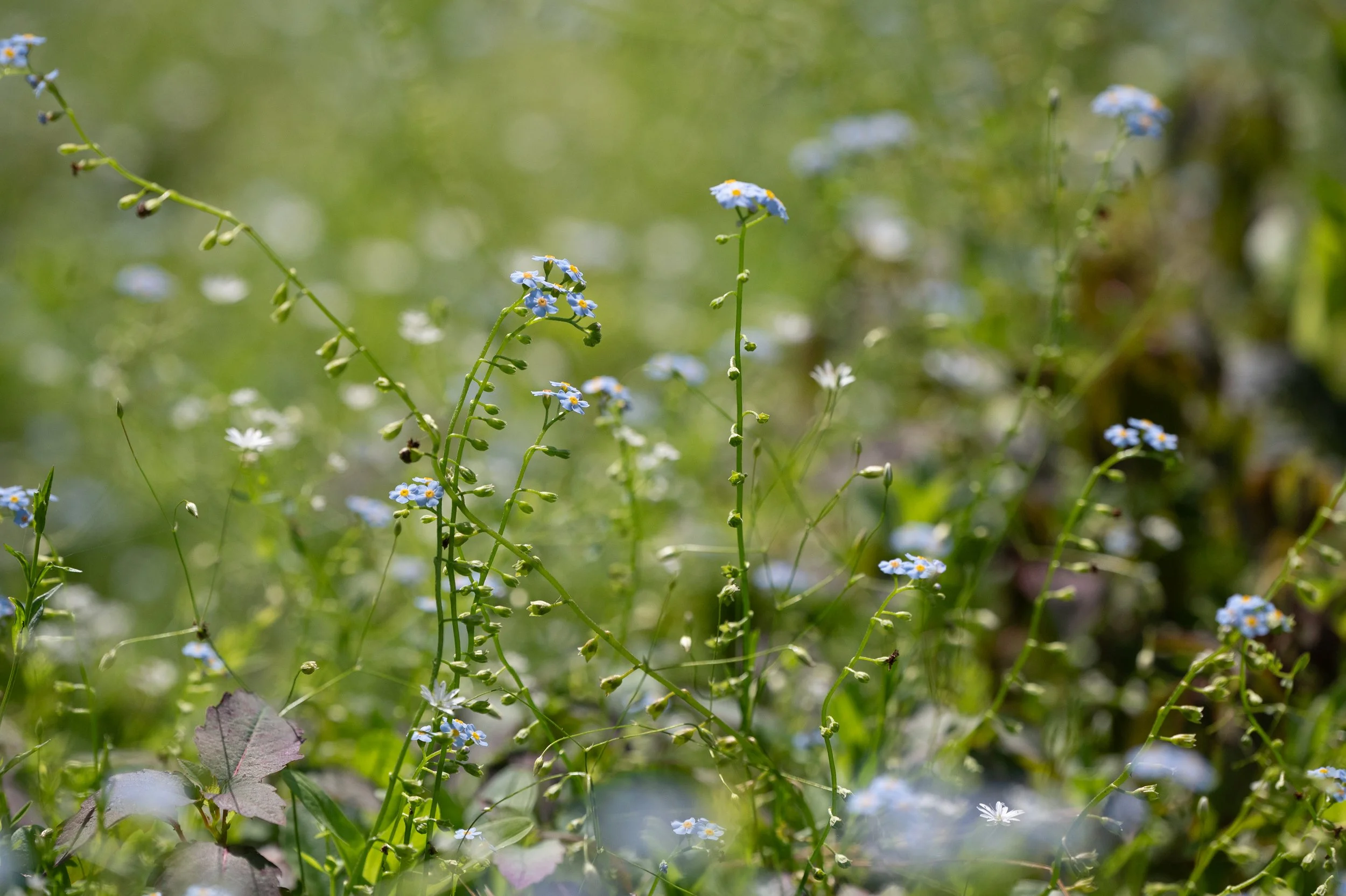 marazalite.com - Katskilu nometne 2025-079.jpg