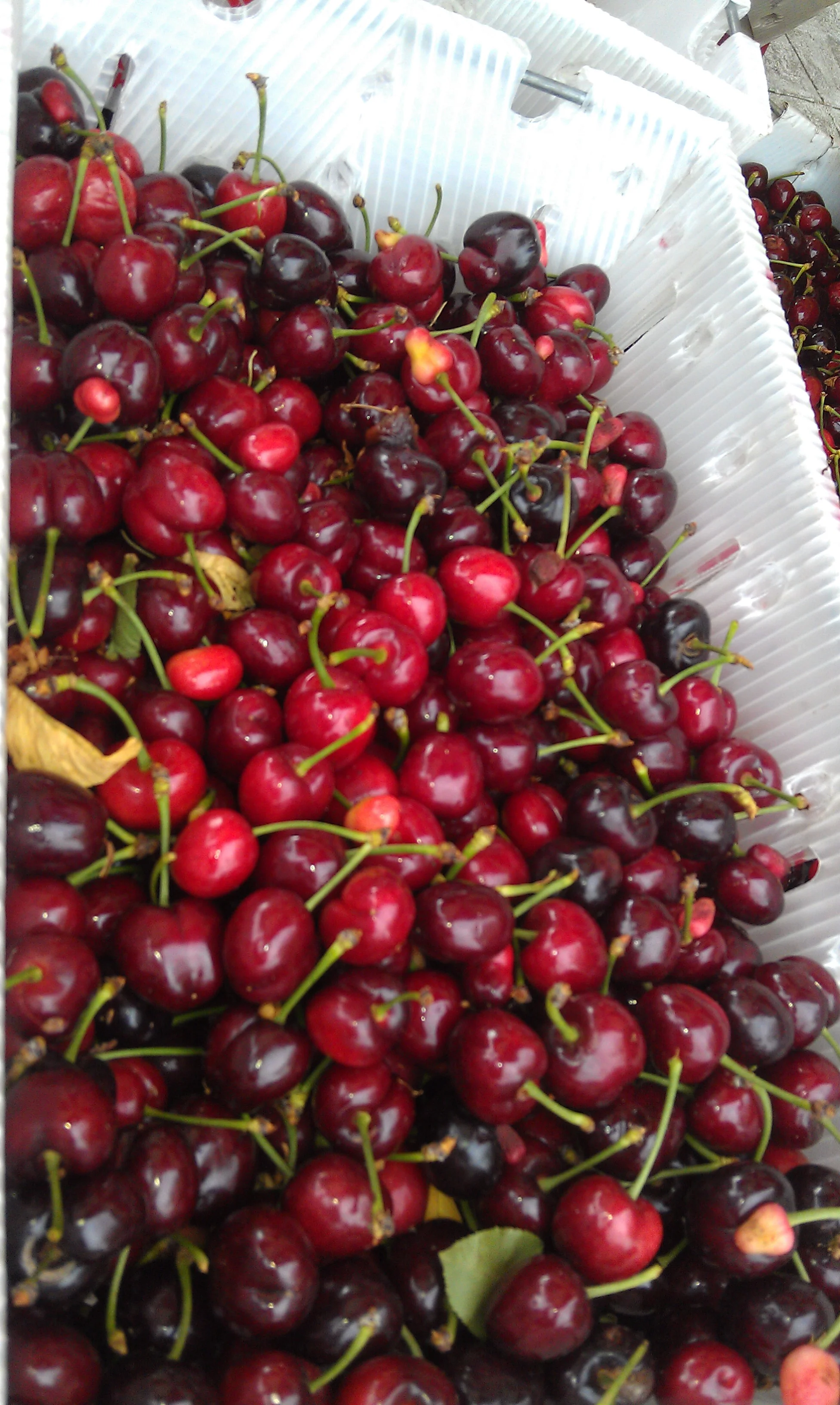 Gilroy Farmers' Market Seasonal Opening