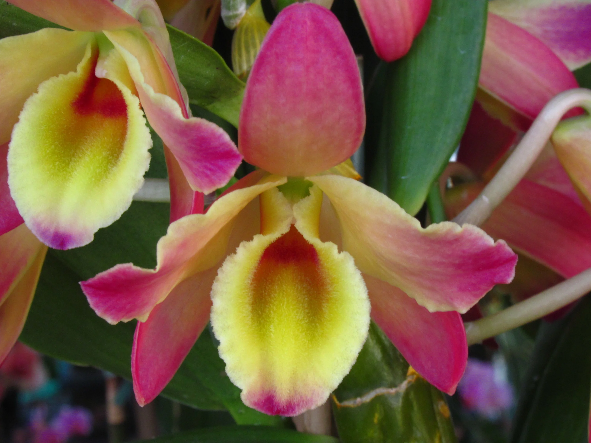 Mountain View Farmers' Market — California Farmers' Markets Association