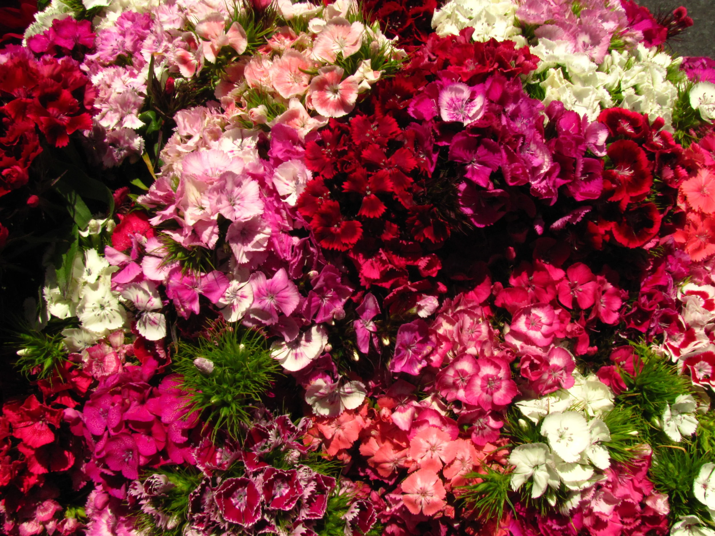 Mountain View Farmers' Market — California Farmers' Markets Association