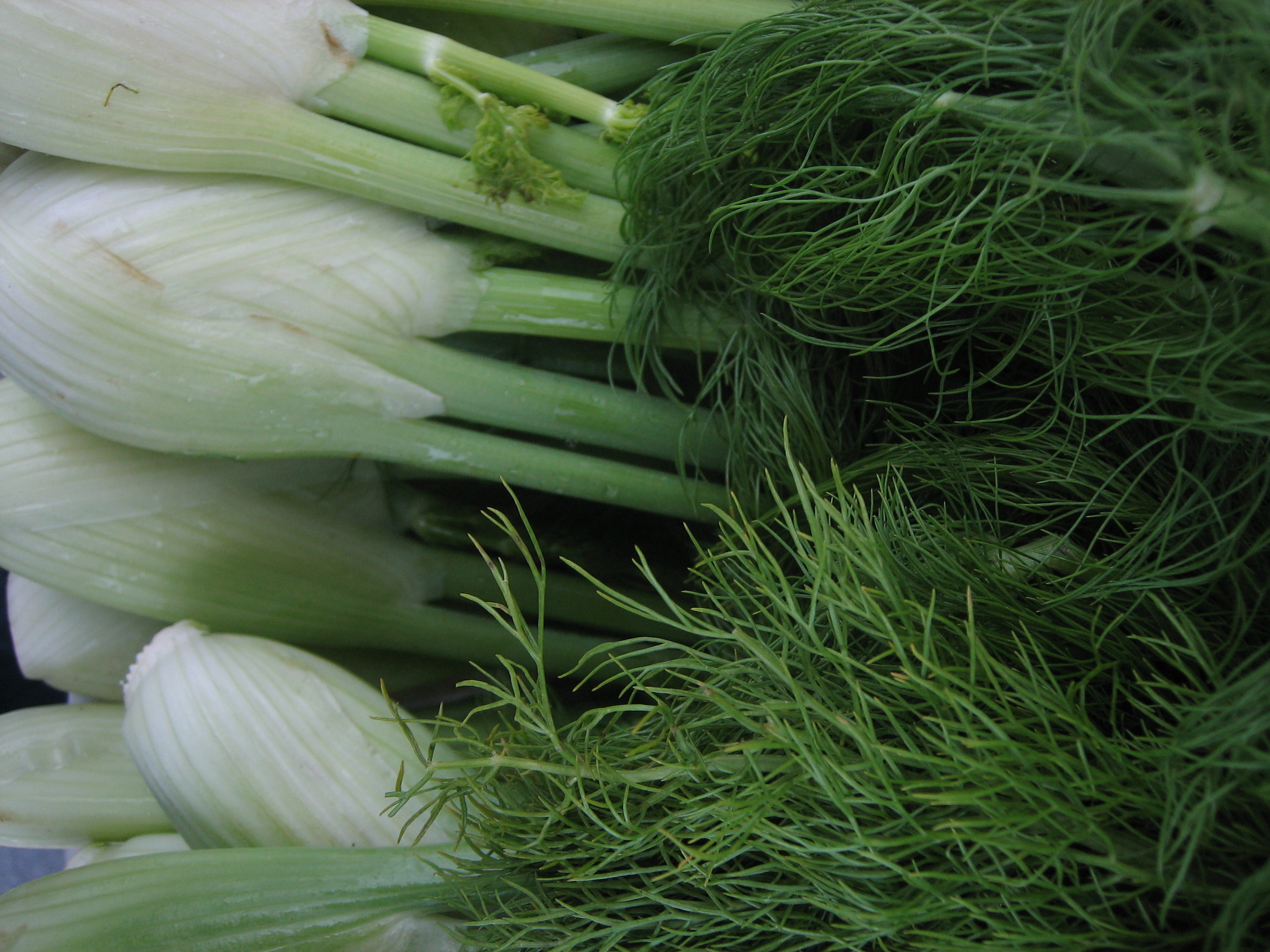 fennel IMG_4123.JPG