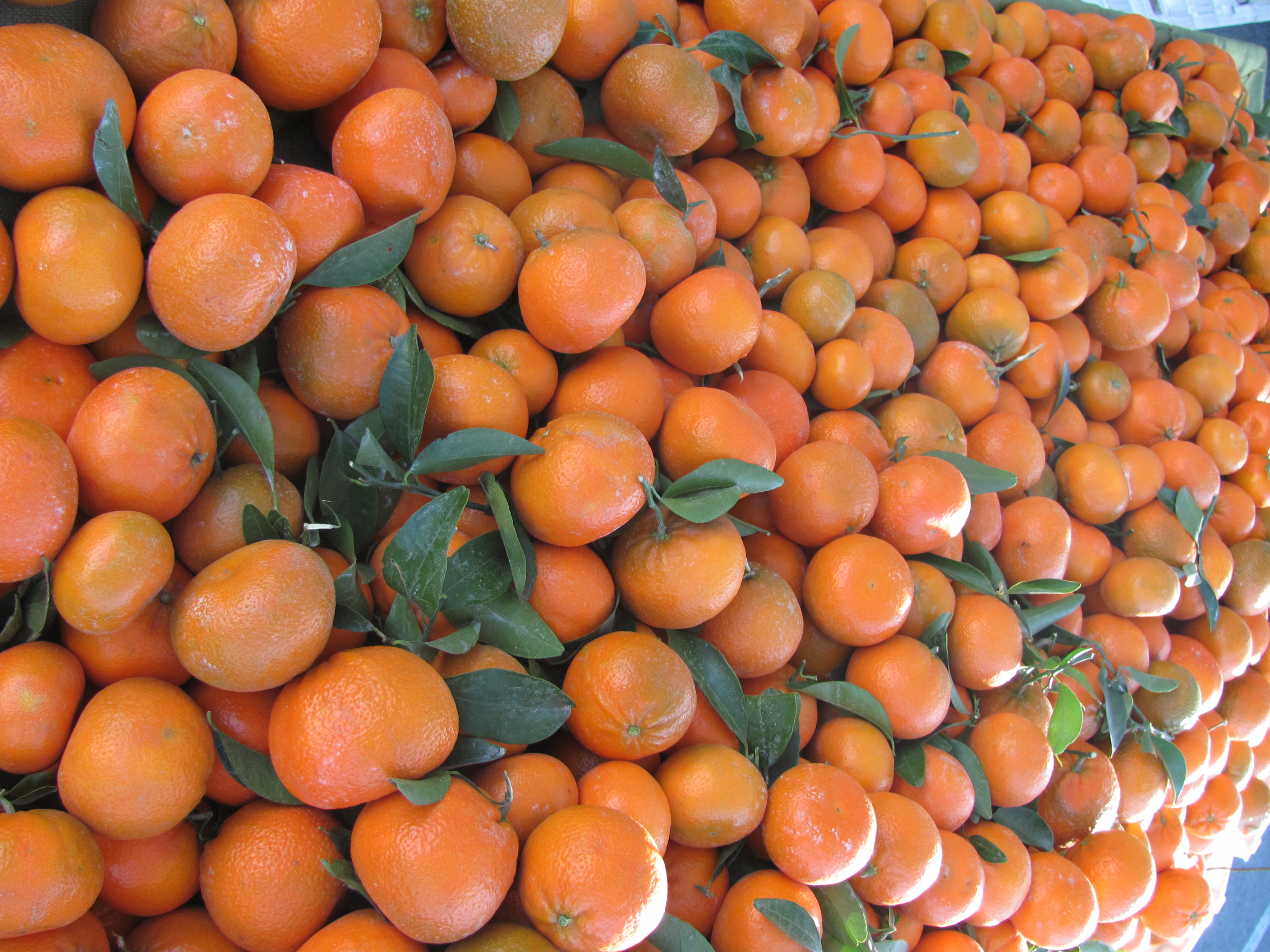 Oranges at Fort Mason Center Farmers' Market
