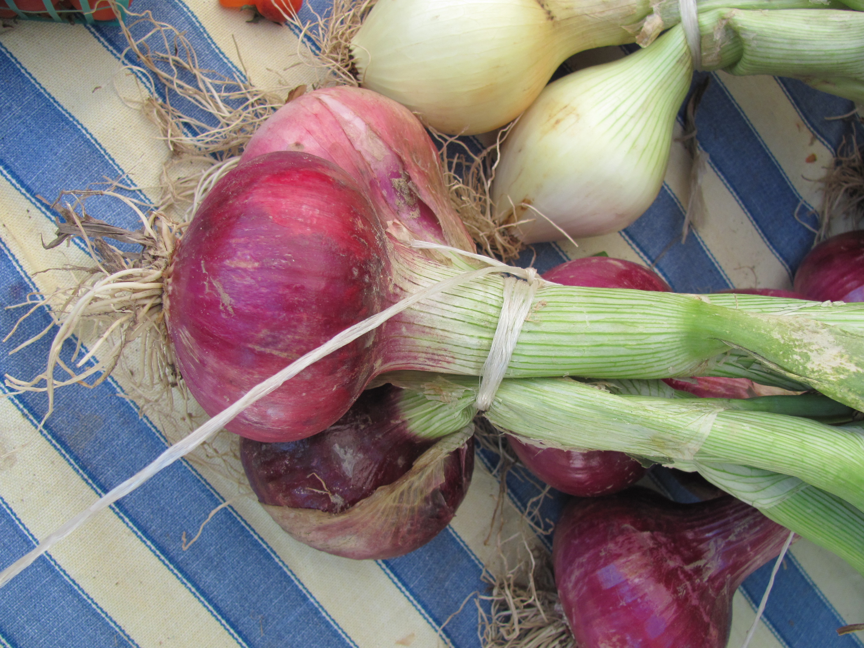 Rossmoor Farmers' Market Stockton red onion