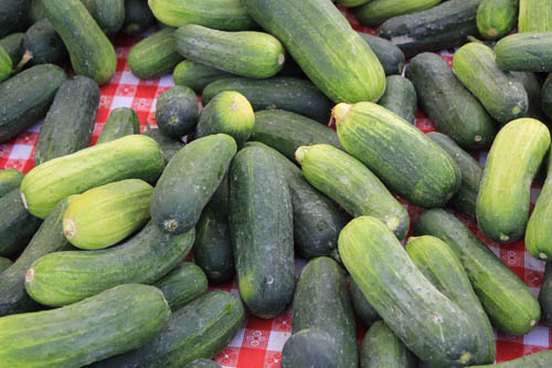 San Leandro Farmers' Market at Bayfair Center pickling cucumbers