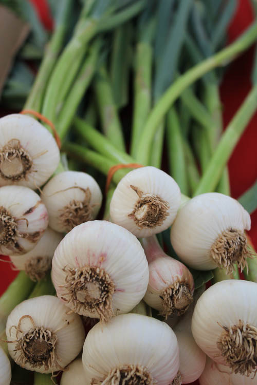 San Leandro Farmers' Market at Bayfair Center spring onion