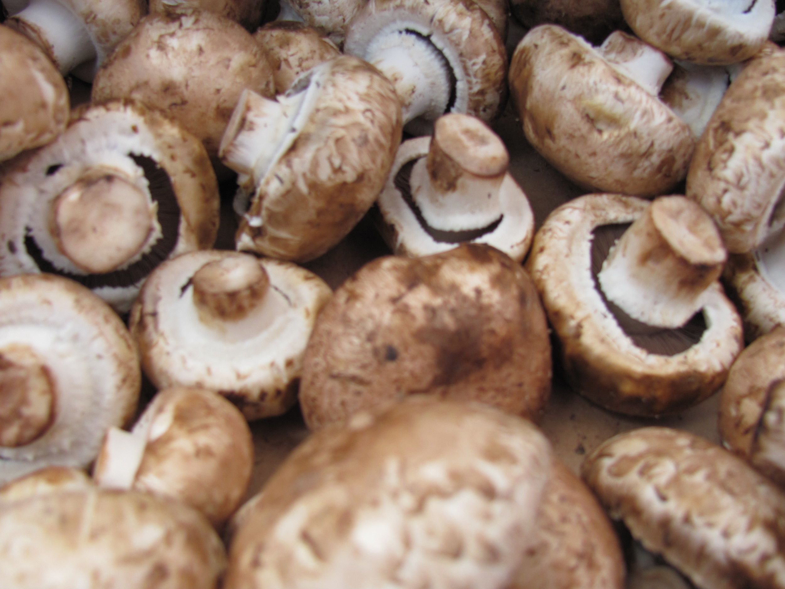 Saratoga Farmers Market mushrooms