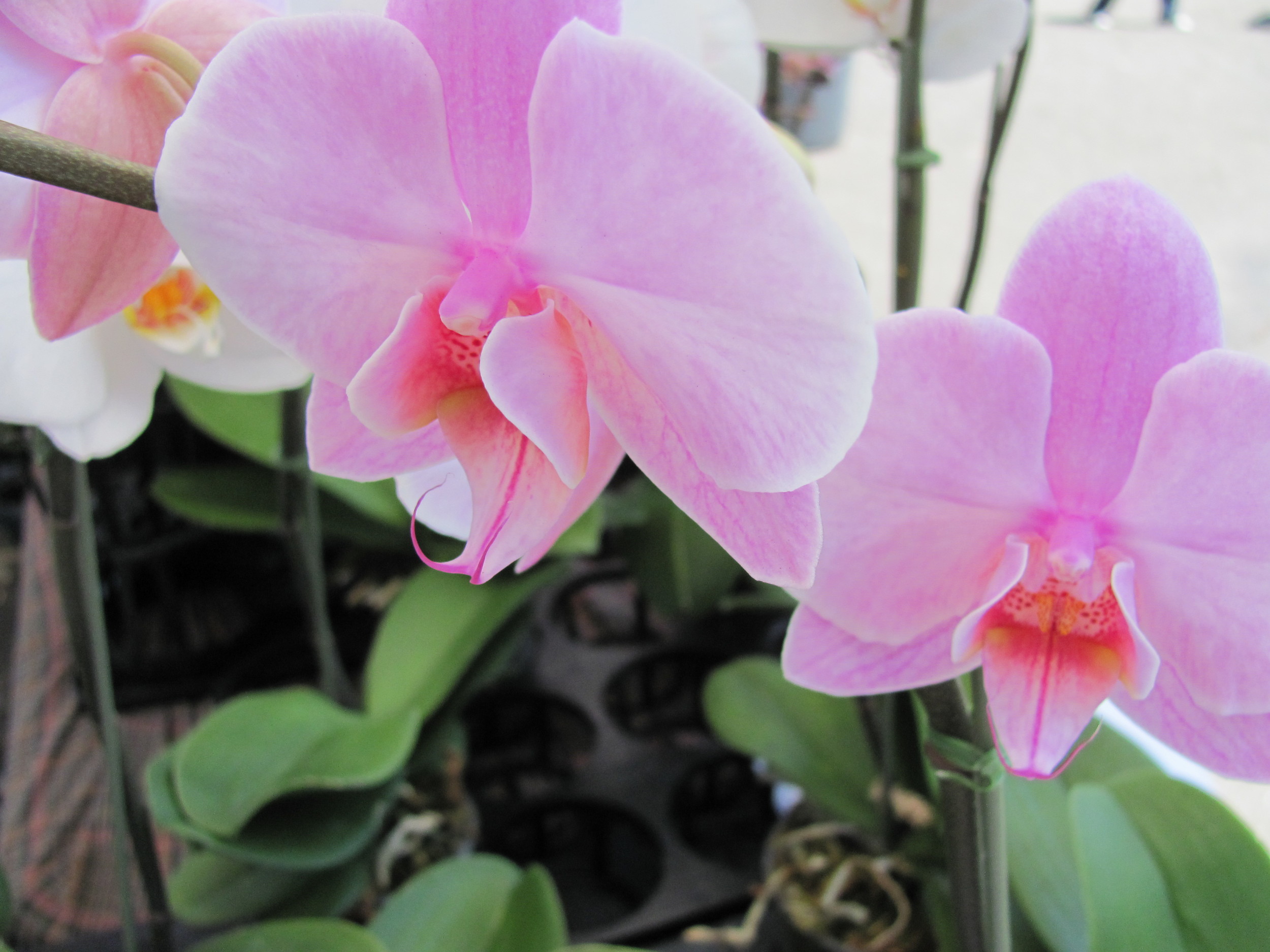 Saratoga Farmers Market orchids