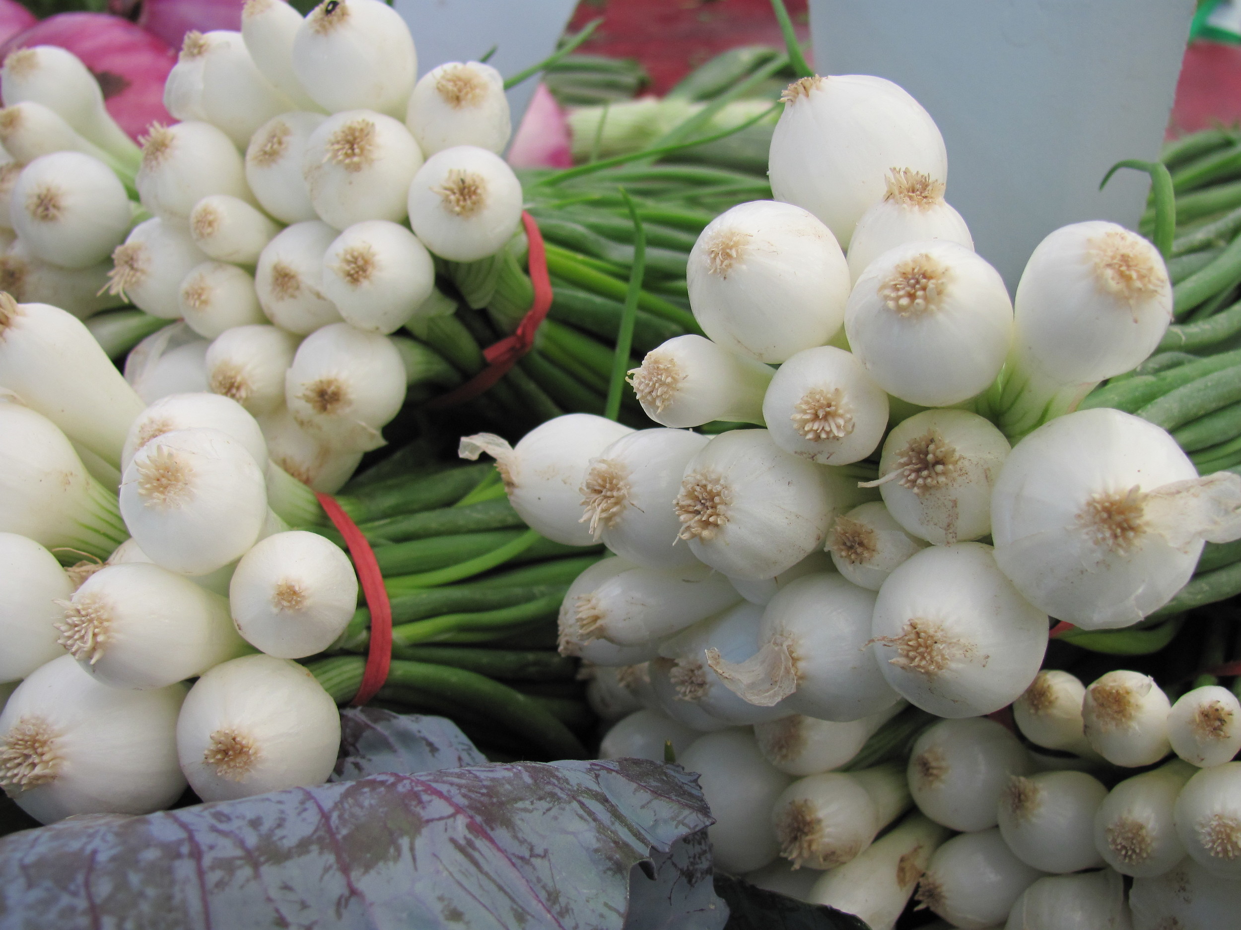 Saratoga Farmers Market onions