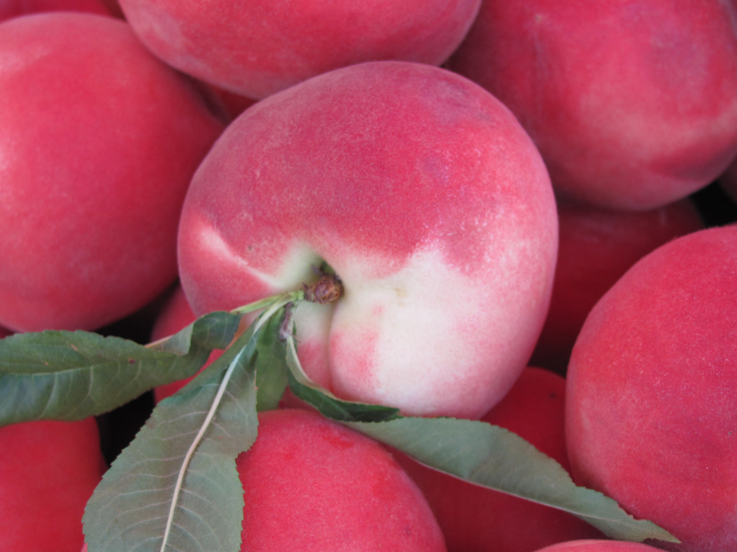 Saratoga Farmers Market white peaches