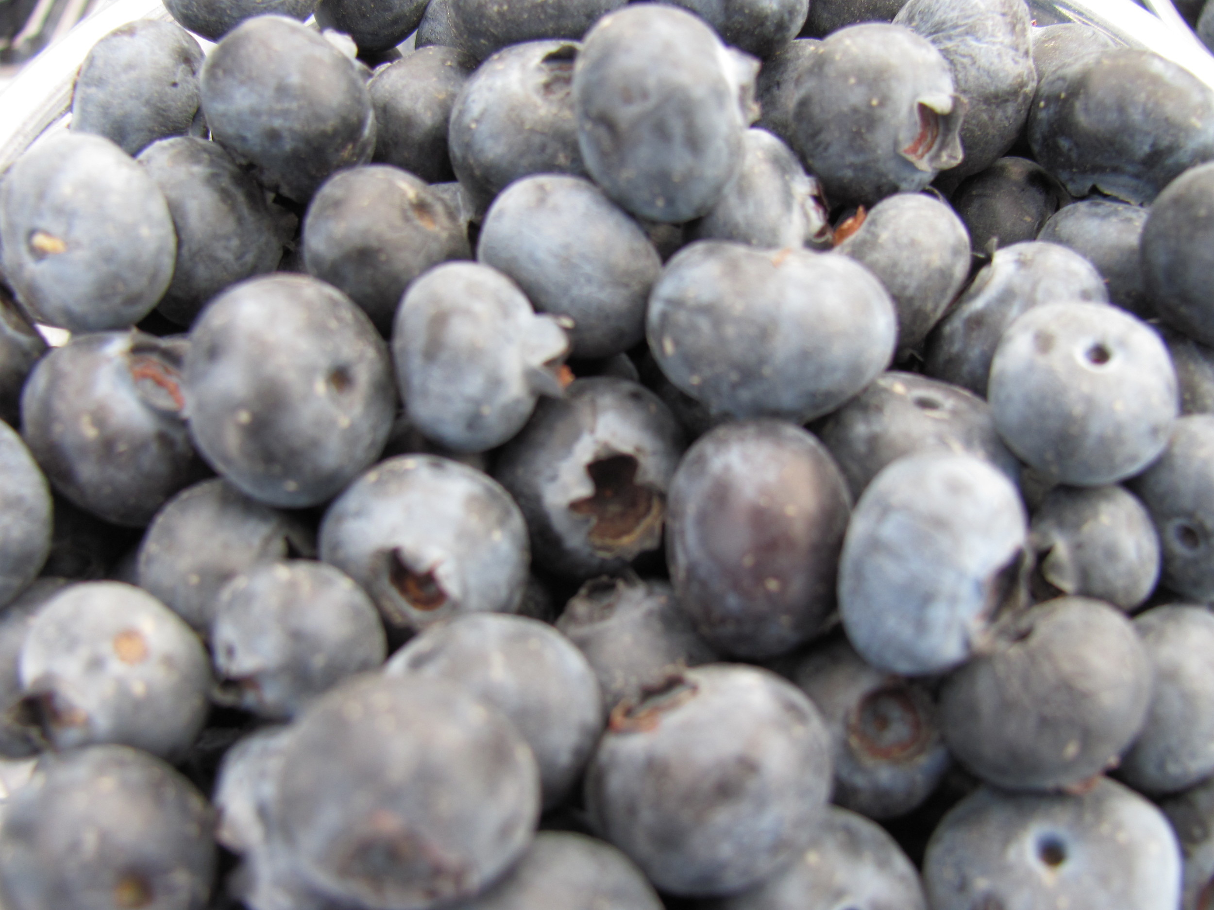 Saratoga Farmers Market blueberries