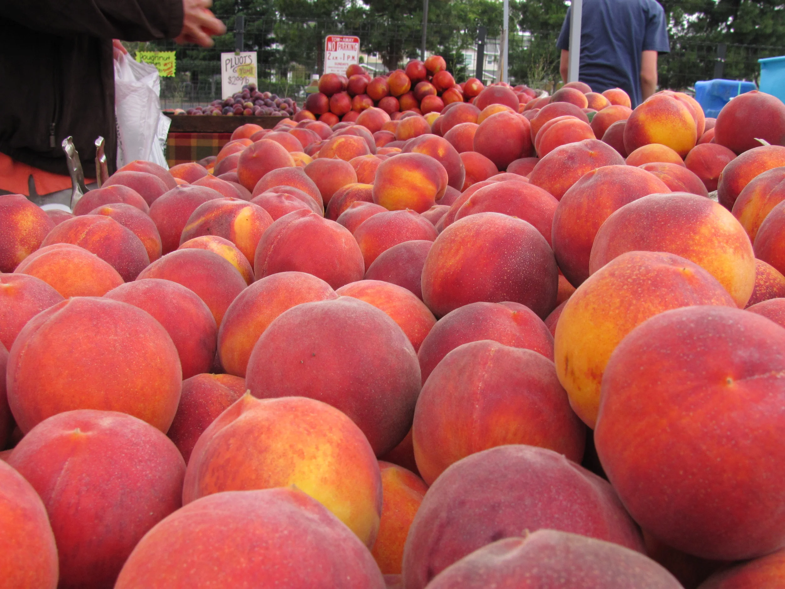 Comparative Fruit Tasting at the Daly City Farmers' Market 