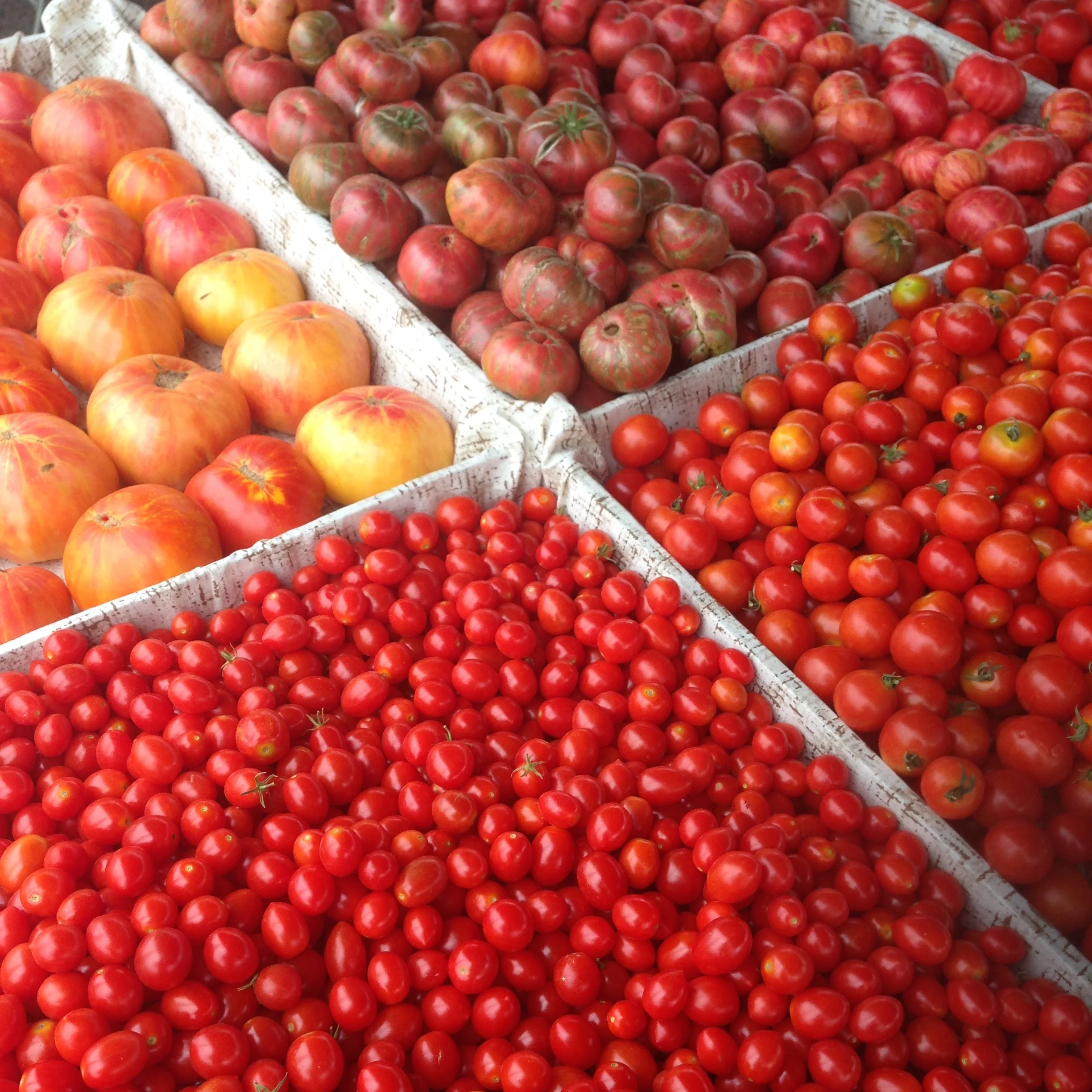 Tomato Tasting at Morgan Hill Farmers' Market 