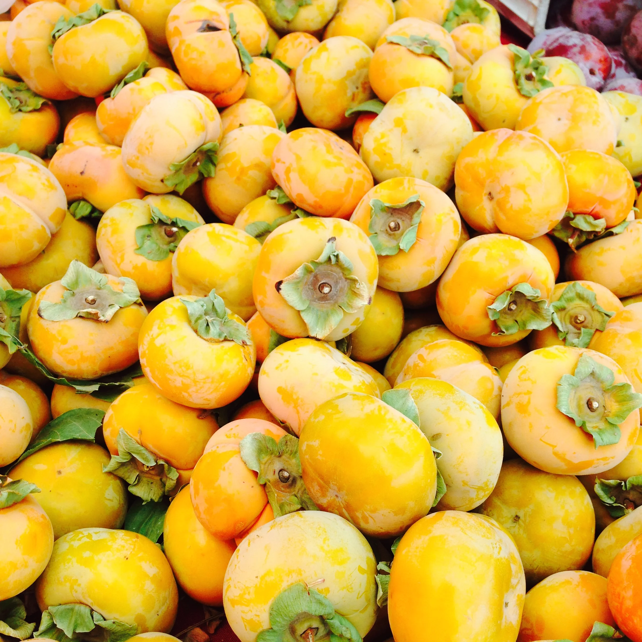 Last Day of the Season!