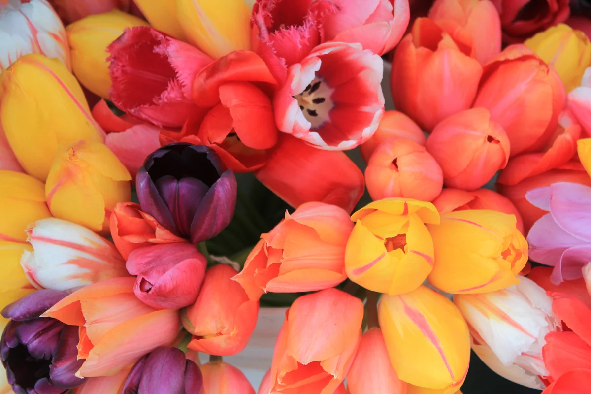 Mountain View Farmers' Market Easter Egg Hunt 