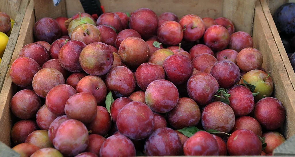 Fancy Fruit Tasting @ Moraga Farmers' Market 