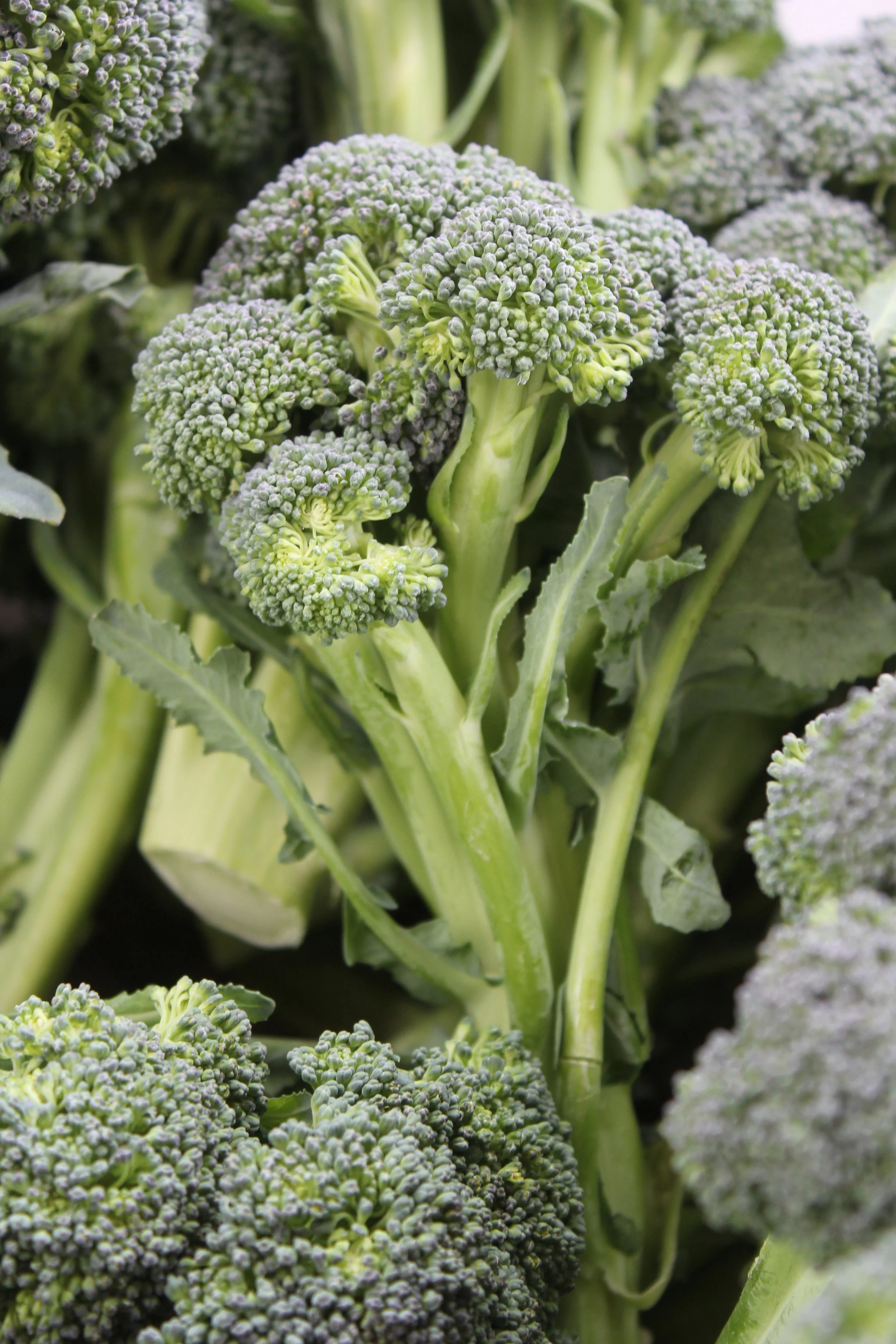 California Farmers' Markets Association Home