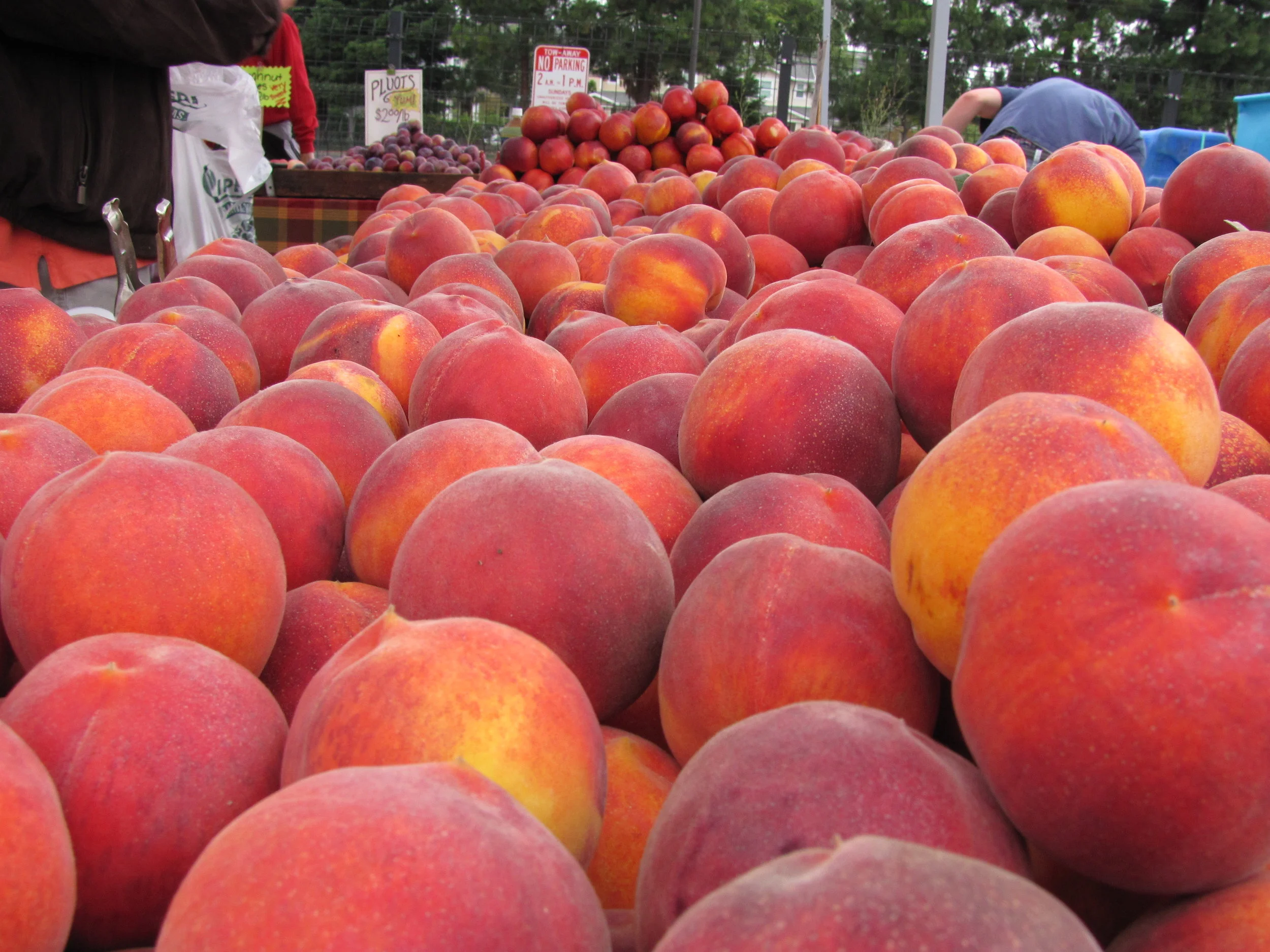 Santana Row Farmers' Market Comparative Fruit Tasting! 