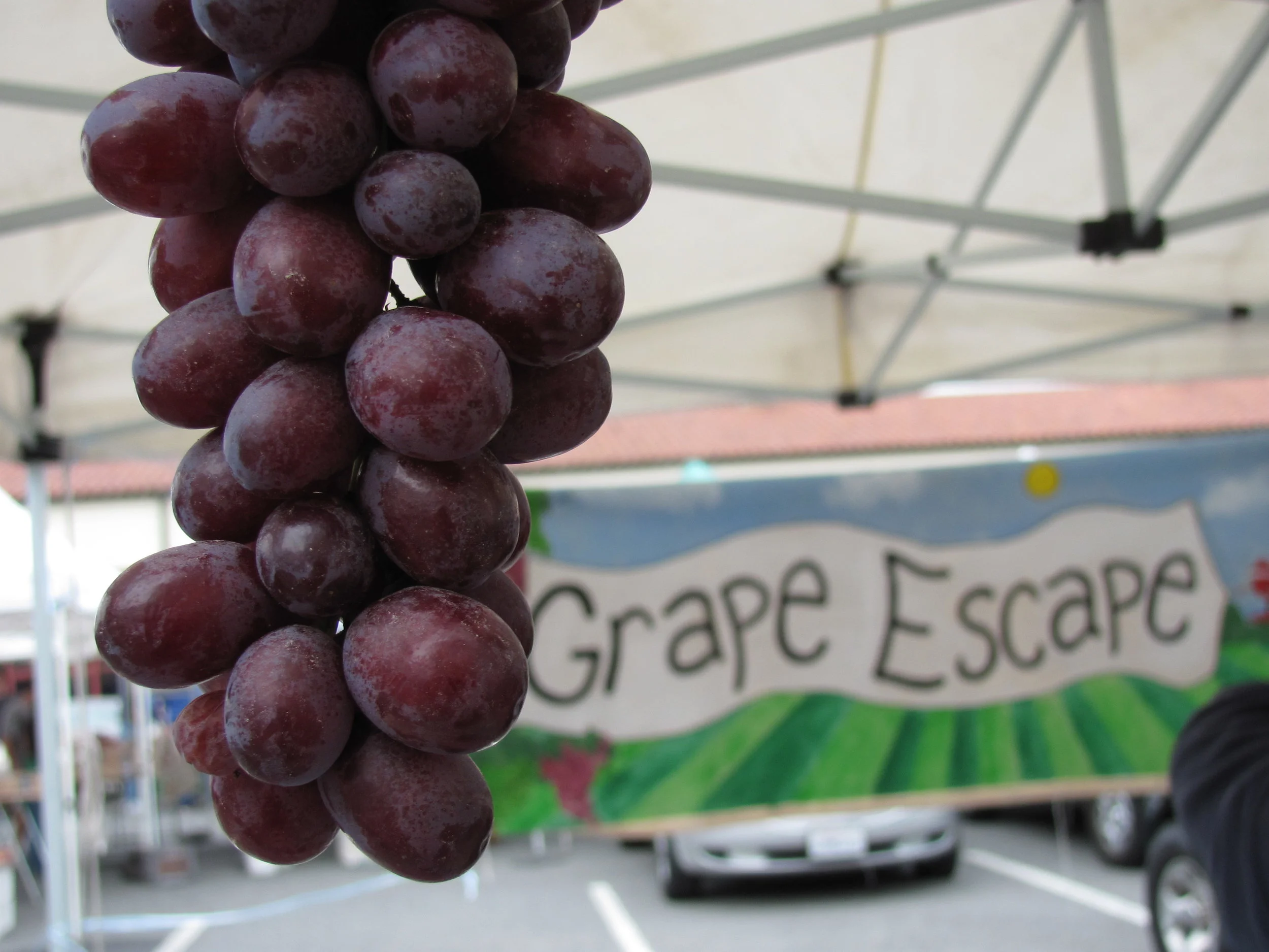 Grape Escape at Morgan Hill Farmers' Market! 