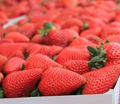 Santana Row Farmers' Market Opens May 20