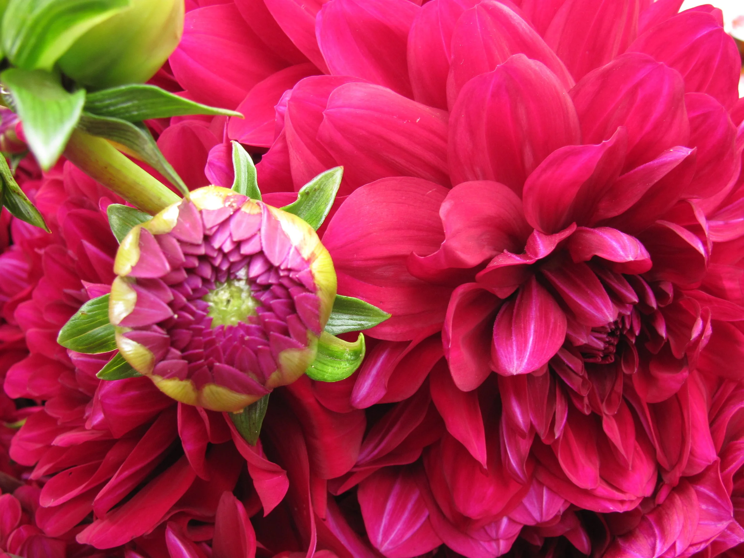 DIY Flower Crowns at Mountain View Farmers' Market 