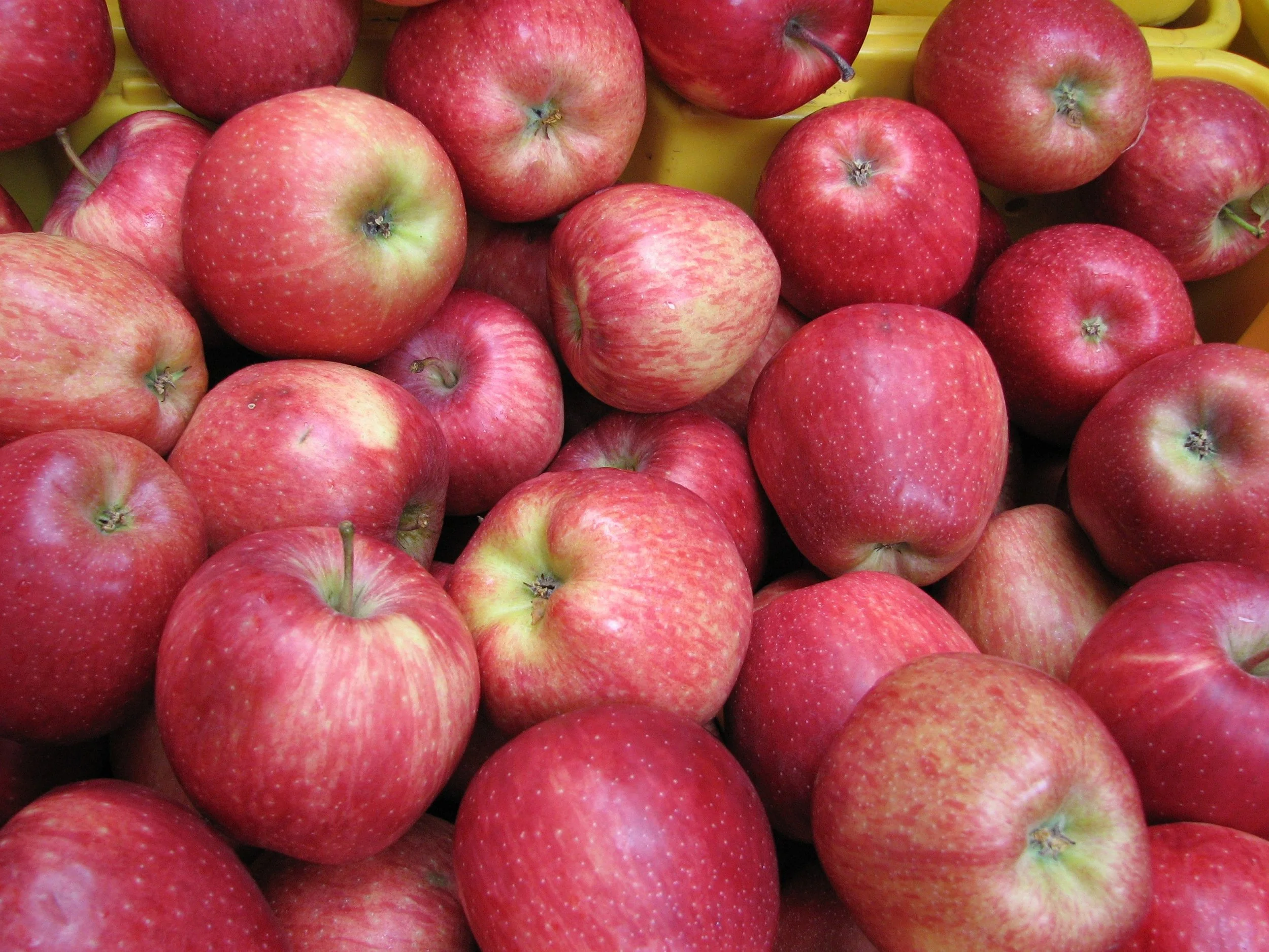 Saratoga Farmers' Market Apple Tasting 