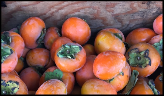 persimmons 3.jpg