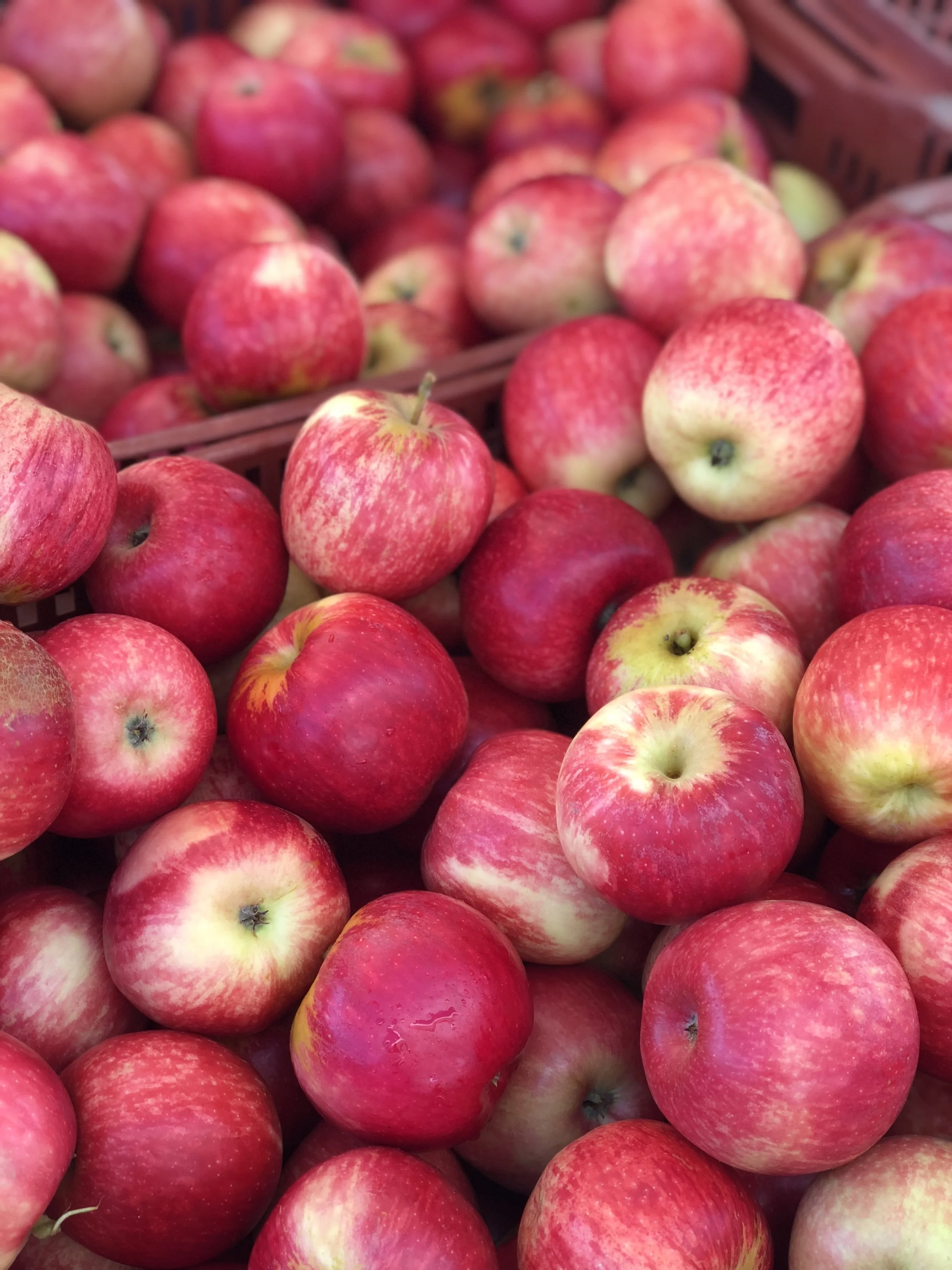 Morgan Hill Farmers' Market Harvest Festival 