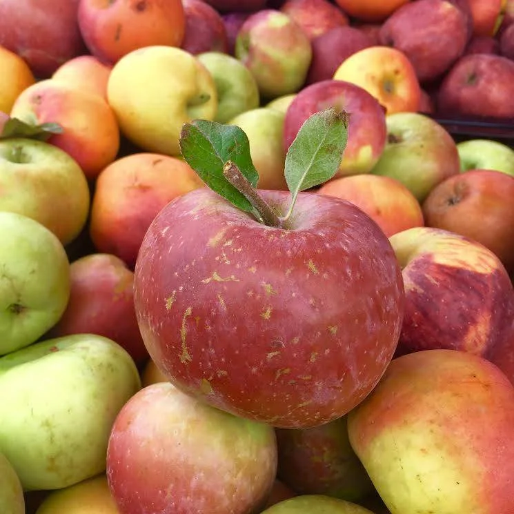 Farmers' Market Westfield Oakridge Annual Holiday Closure 