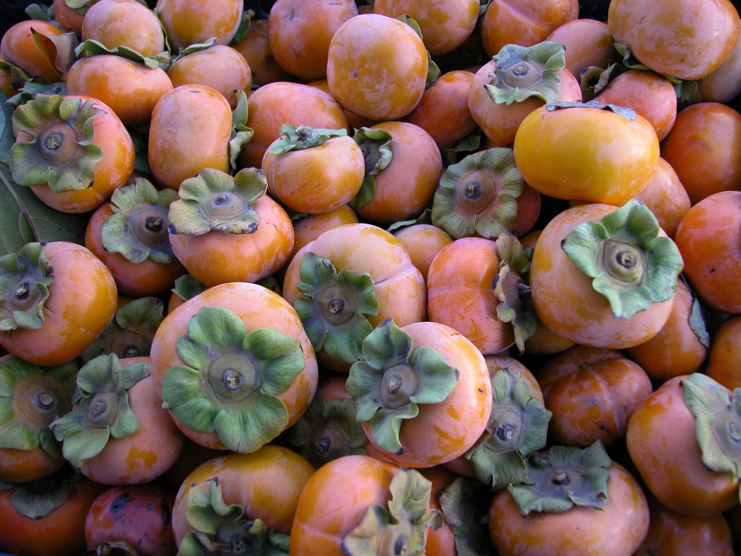Persimmons are in Season!