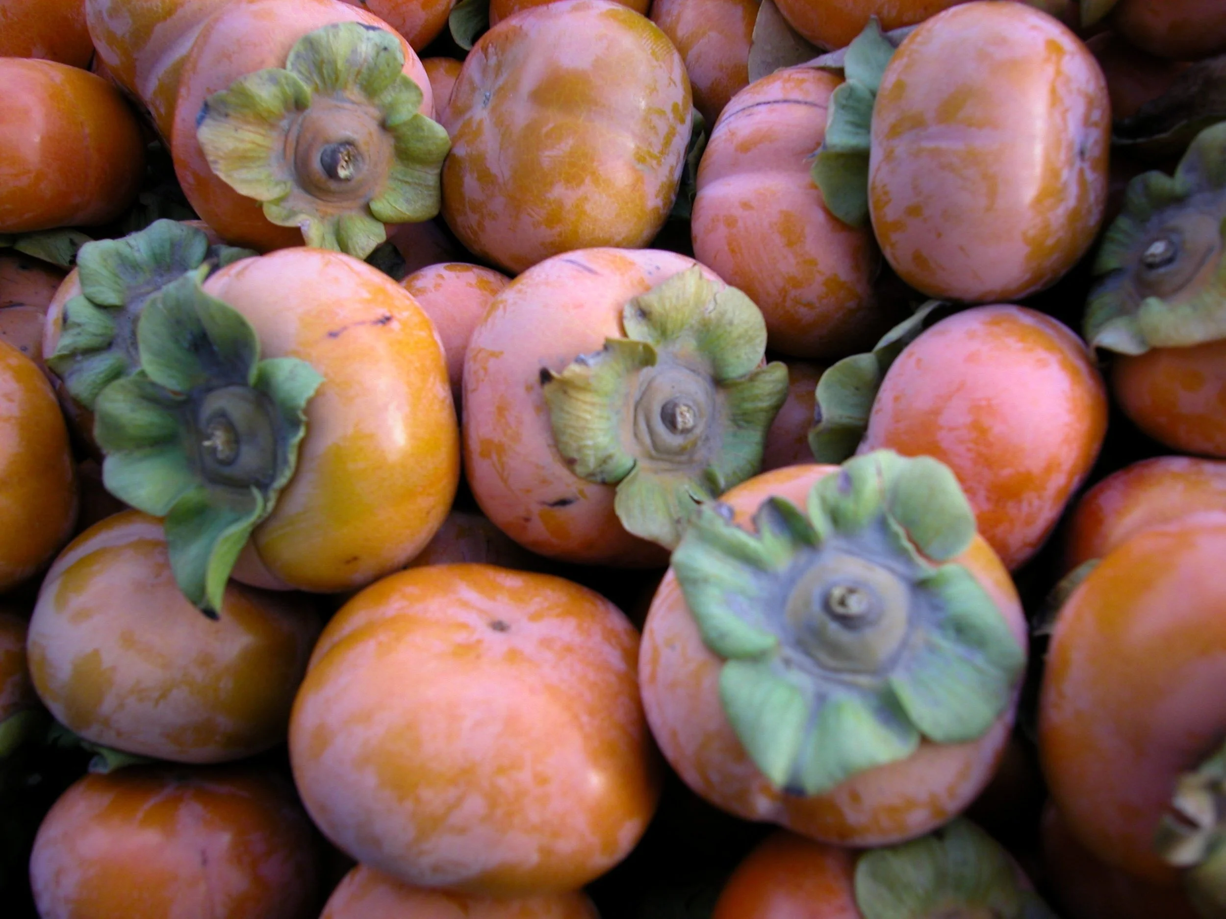 Fuyu Persimmon