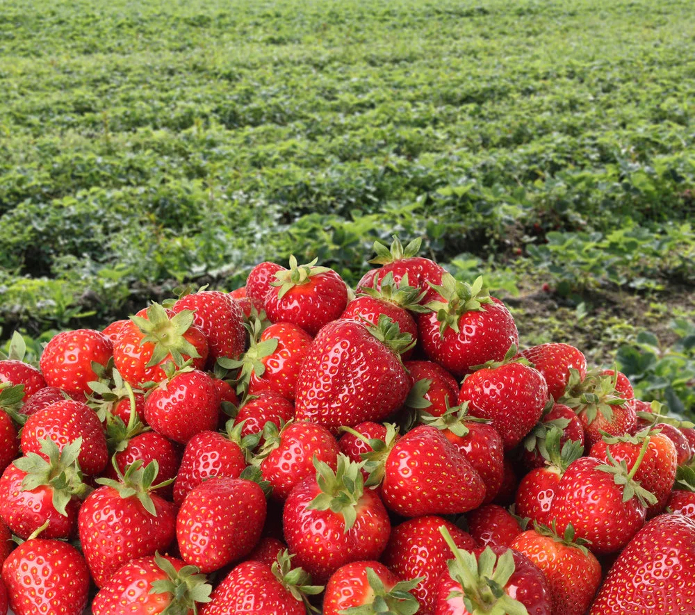 Fresh Strawberries