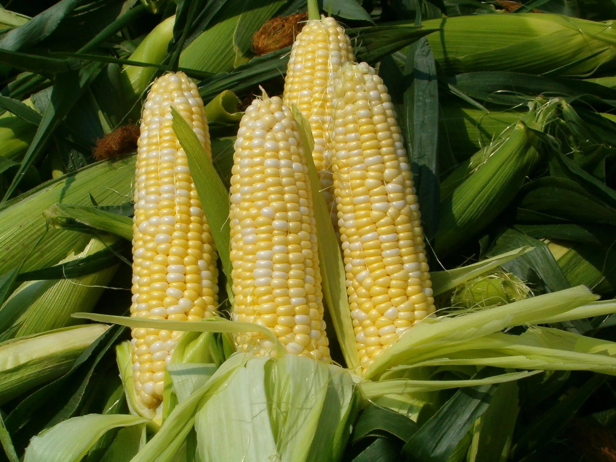 Fresh Corn from the Farmers’ Market