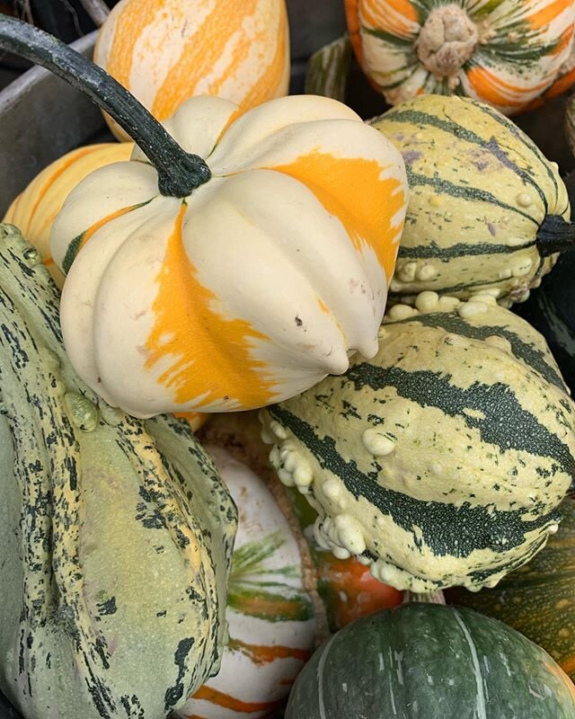 @foreverbloomfarm has some fall gourds and pumpkins 🎃 .
.
.
#fall #pumpkins #farmersmarket #santanarow #santanarowfarmersmarket