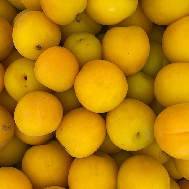 Today at the market... FLAVORELLA PLUMCOTS🌼🌼 grown by R &amp; D farmers in Reedley, CA! The R &amp; D vendors describe this beautiful little fruit to taste like Sour Patch Kids .. YUM😋 stop by the Santana Row Market today to try this delicious sto