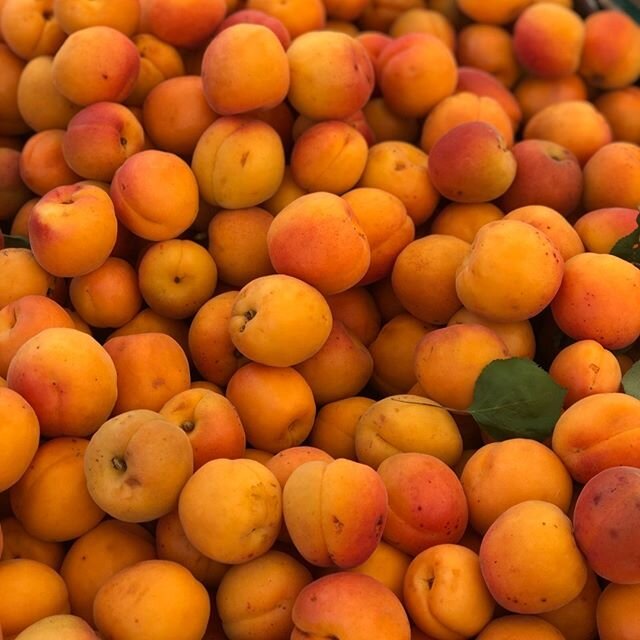 Don't be 'cot' without some of Market Manager Marion's apricots! 
@sunblest_orchards
.
.
.
#apricotseason #farmfresh #oakridge #patterson #cagrown #stillfarming #supersweet #buylocal