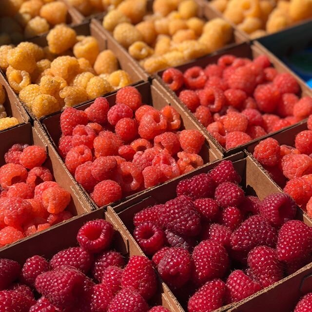 One of the best farmers' market treats. Rich in flavor, delicate texture and best consumed fresh, raspberries are here for a limited time only! .
.
.
#farmfresh #raspberries #farmersmarket #treats #supportlocal